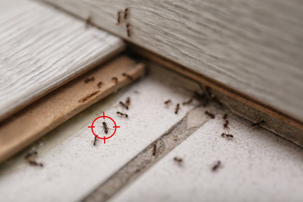 Best Pest Removal Services  in Preston Heights, IL