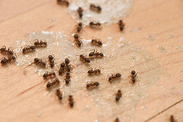 Best Emergency Pest Control  in Preston Heights, IL